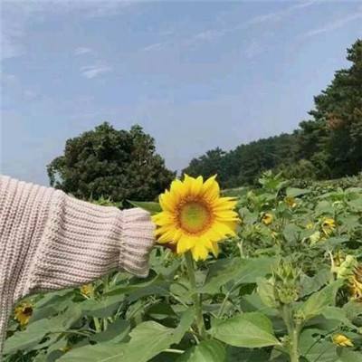 江苏句容：“赏花经济”促进农民增收